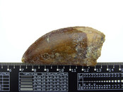 Zahn des afrikanischen T-Rex 6,5 cm