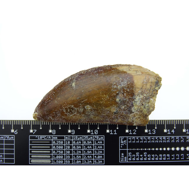 Tooth of the African T-rex  6,5 cm