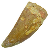 Tooth of the African T-rex, 7 cm Tooth of the African T-rex, 7 cm