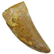 Tooth of the African T-rex, 7 cm Tooth of the African T-rex, 7 cm