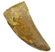 Zahn des afrikanischen T-Rex, 7 cm