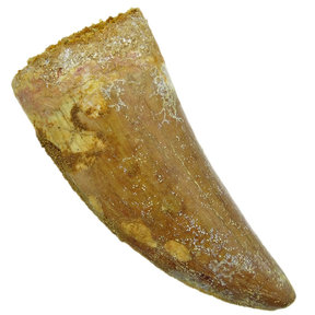 carcharodontosaurus tooth