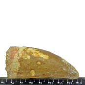 Tooth of the African T-rex, 7 cm Tooth of the African T-rex, 7 cm