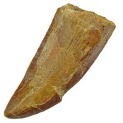 Zahn des afrikanischen T-Rex, 6 cm