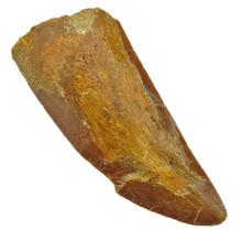 Tooth of the African T-rex, 6 cm