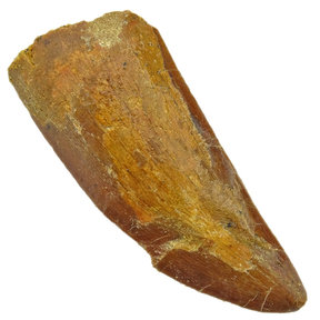 Carcharodontosaurus-Zahn