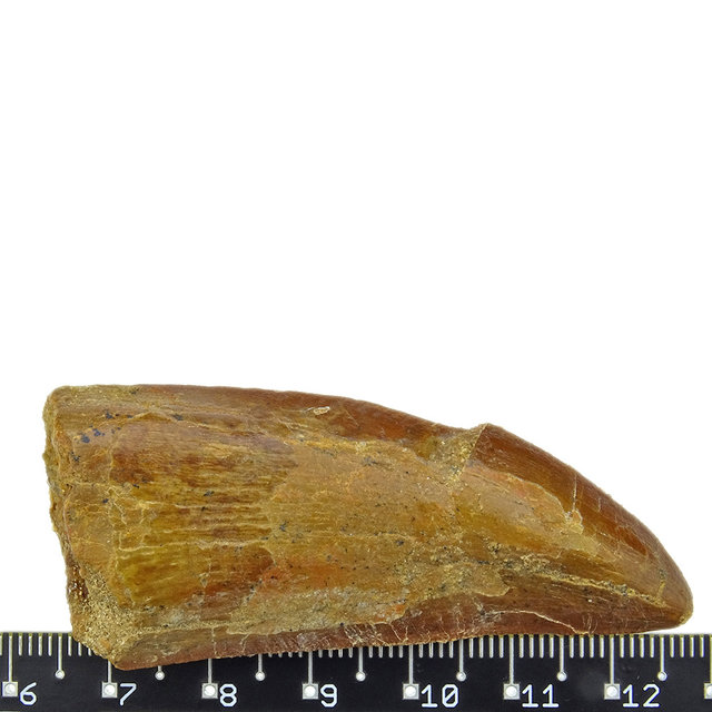 Tand van de Afrikaanse T-rex, 6 cm