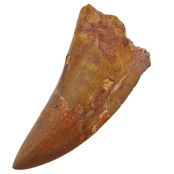 Tand van de Afrikaanse T-rex, 7 cm Tand van de Afrikaanse T-rex, 7 cm