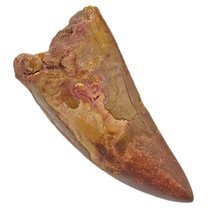 Tooth of the African T-rex, 7 cm