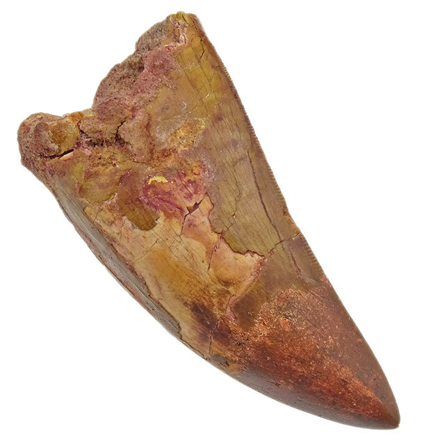 Tand van de Afrikaanse T-rex, 7 cm Tand van de Afrikaanse T-rex, 7 cm