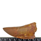 Tand van de Afrikaanse T-rex, 7 cm Tand van de Afrikaanse T-rex, 7 cm
