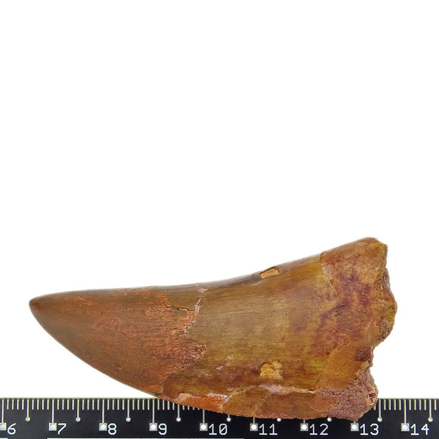Tand van de Afrikaanse T-rex, 7 cm Tand van de Afrikaanse T-rex, 7 cm