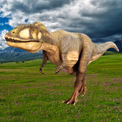 Tand van de Afrikaanse T-rex  4,5 cm Tand van de Afrikaanse T-rex  4,5 cm
