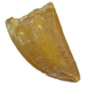 Tand van de Afrikaanse T-rex  4,5 cm Tand van de Afrikaanse T-rex  4,5 cm