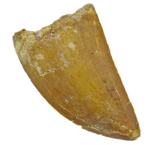 Tooth of the African T-rex 4.5 cm