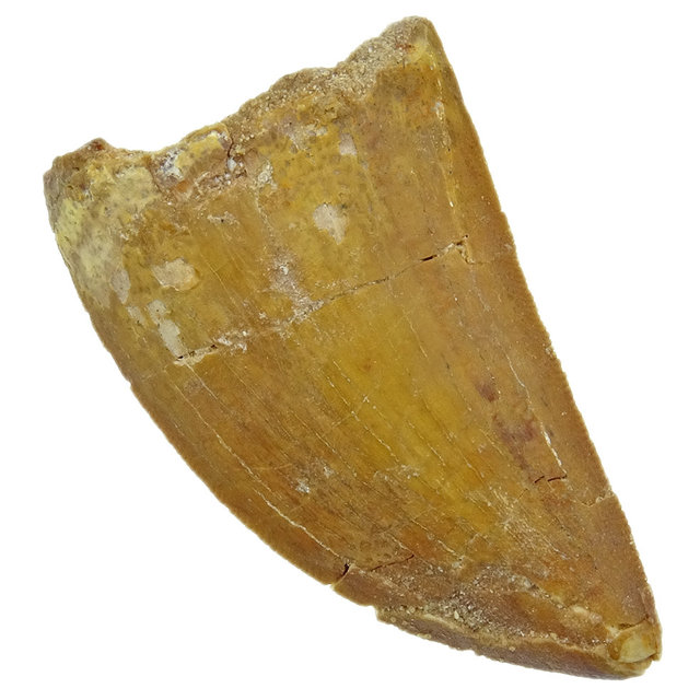Tand van de Afrikaanse T-rex  4,5 cm Tand van de Afrikaanse T-rex  4,5 cm