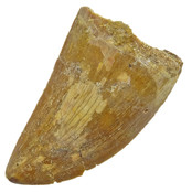Tand van de Afrikaanse T-rex  4,5 cm Tand van de Afrikaanse T-rex  4,5 cm