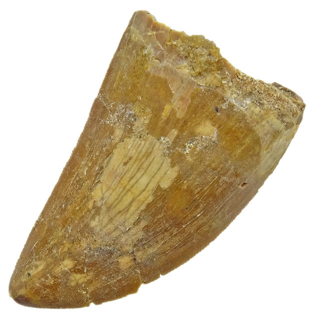 Tand van de Afrikaanse T-rex  4,5 cm Tand van de Afrikaanse T-rex  4,5 cm