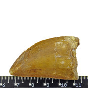 Tand van de Afrikaanse T-rex  4,5 cm Tand van de Afrikaanse T-rex  4,5 cm
