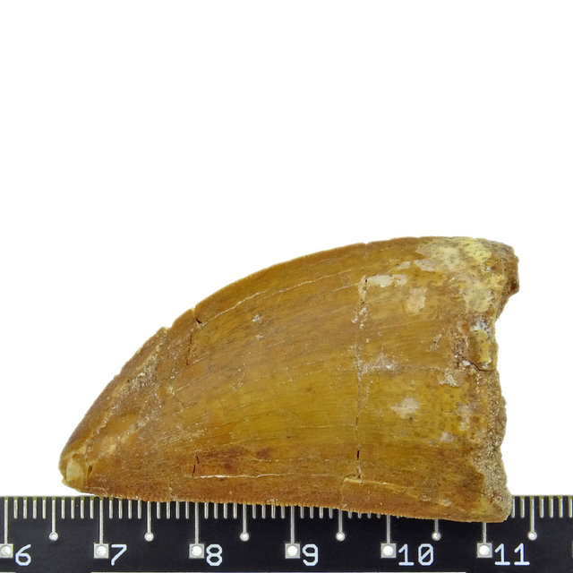Tand van de Afrikaanse T-rex  4,5 cm Tand van de Afrikaanse T-rex  4,5 cm