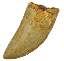 Tooth of the African T-rex, 6 cm