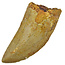 Tooth of the African T-rex, 6 cm