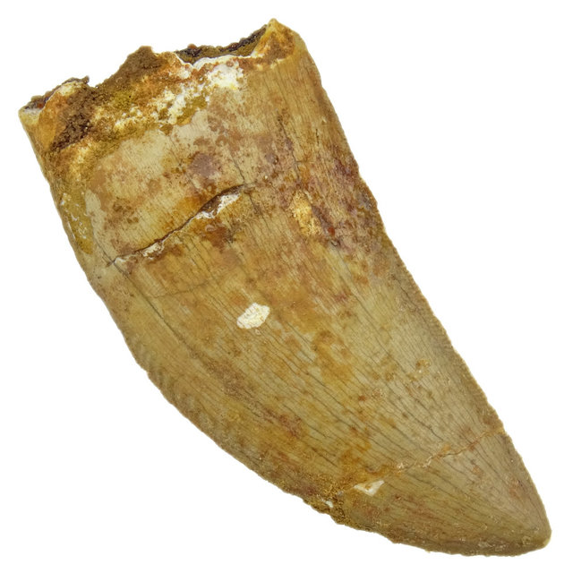 Zahn des afrikanischen T-Rex, 6 cm
