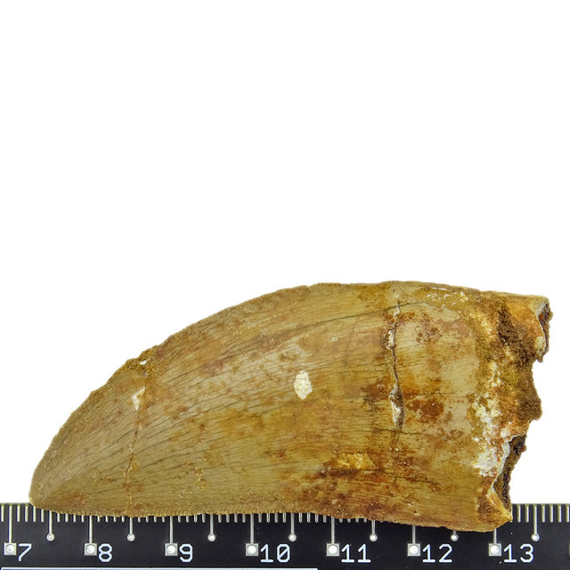 Tand van de Afrikaanse T-rex, 6 cm