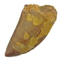 Tooth of the African T-rex, 6 cm