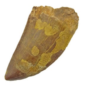 Carcharodontosaurus tand