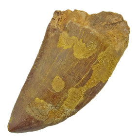 Carcharodontosaurus-Zahn