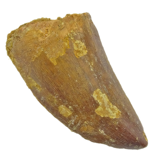 Zahn des afrikanischen T-Rex, 6 cm Zahn des afrikanischen T-Rex, 6 cm