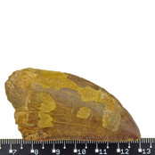 Zahn des afrikanischen T-Rex, 6 cm Zahn des afrikanischen T-Rex, 6 cm