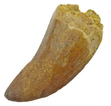 Tooth of the African T-rex  7 cm