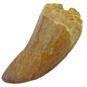 Carcharodontosaurus tand