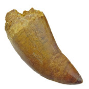 Tand van de Afrikaanse T-rex  7 cm Tand van de Afrikaanse T-rex  7 cm