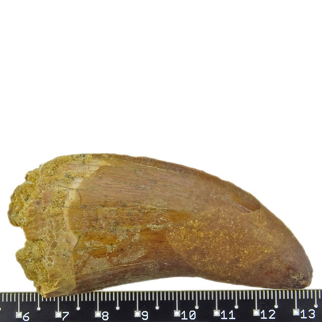 Tand van de Afrikaanse T-rex  7 cm Tand van de Afrikaanse T-rex  7 cm