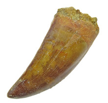 Tooth of the African T-rex, 6 cm