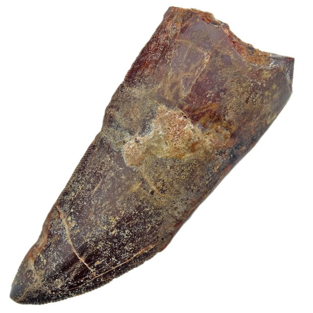 Zahn des afrikanischen T-Rex  6,5 cm