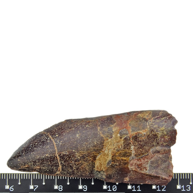 Tooth of the African T-rex  6,5 cm Tooth of the African T-rex  6,5 cm