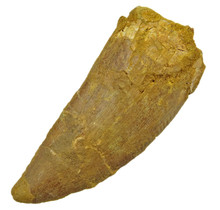 Tooth of the African T-rex 8,5 cm