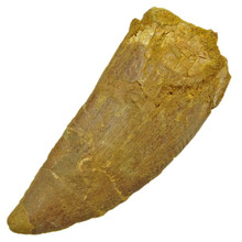 carcharodontosaurus tooth