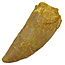 Tooth of the African T-rex 8,5 cm