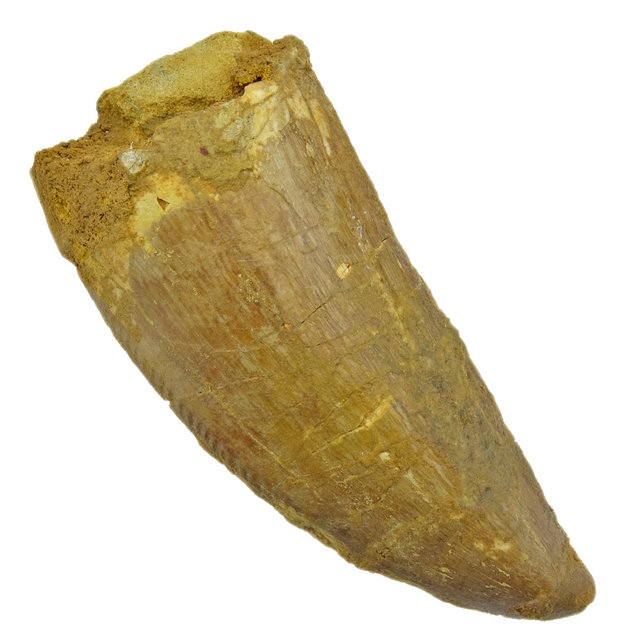 Zahn des afrikanischen T-Rex 8,5 cm