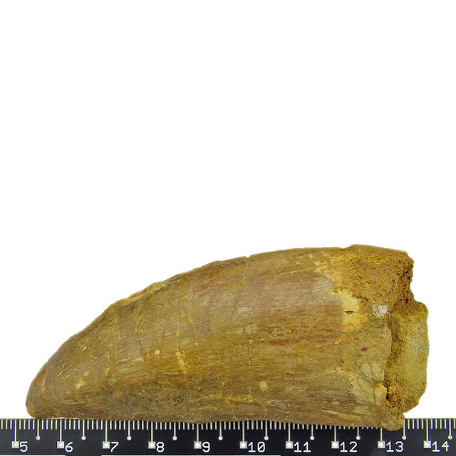 Tand van de Afrikaanse T-rex 8,5 cm