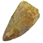 Tand van de Afrikaanse T-rex  6 cm