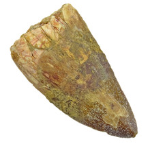 Tooth of the African T-rex  6 cm