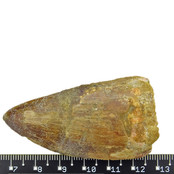 Tand van de Afrikaanse T-rex  6 cm