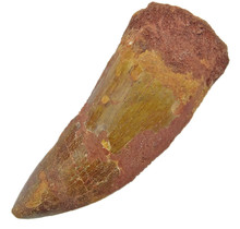 Tooth of the African T-rex 8,5 cm