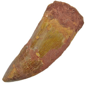 carcharodontosaurus tooth